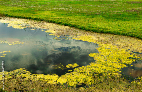 Dark water with a yellow flowering surface. Green lawn.