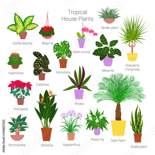 Colorful set of various potted tropical houseplants. Succulents, evergreen plants in planters. Flat style stock vector illustration