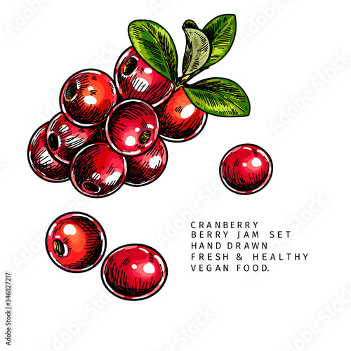 Hand drawn cranberry branch, leaf and berry. Engraved colored vector illustration. Cowberry, blueberry plant. Summer harvest, jam or mamalade vegan ingredient. Menu, package, cosmetic and food design.