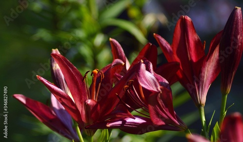 Blooming Lilies. Planting material. Perennial flowers. Blooming lilies in the flowerbed.