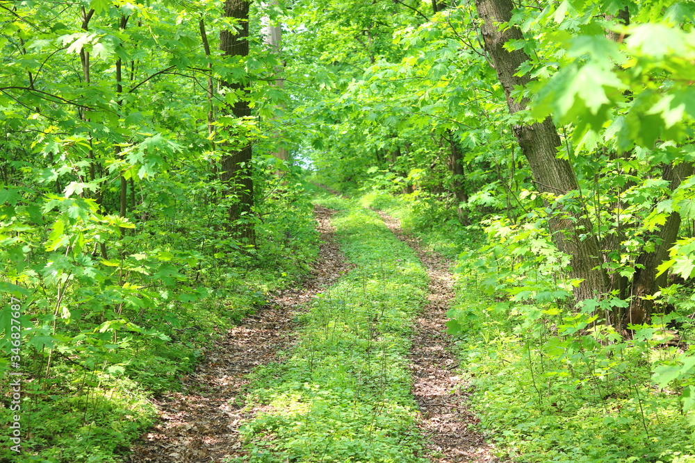 Summer forest landscape with vibrant forest green plants, forest trees and forest road Summer forest landscape with vibrant forest green plants, forest trees and forest road