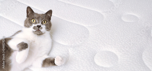 Domestic grey cat is resting on an orthopedic mattress. The concept of health for your back and body.