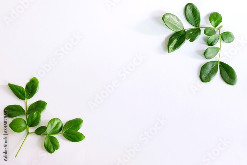 fresh green leaves frame on white background.