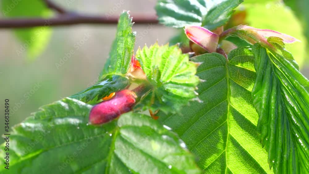 Green leaf with dew drops