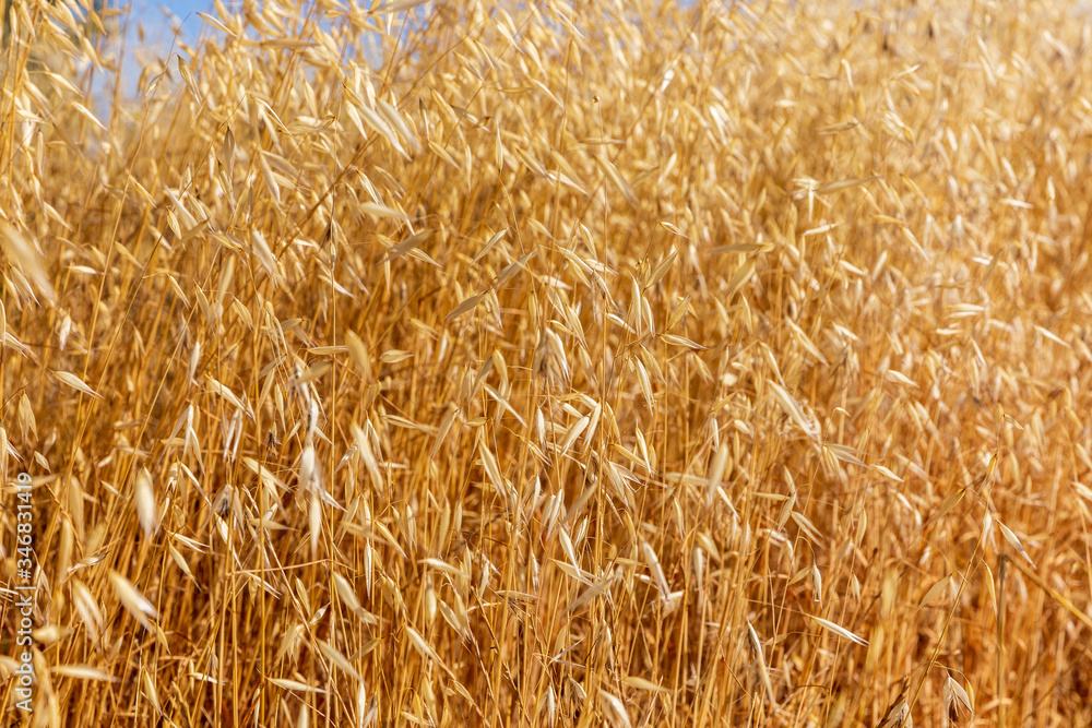 The background from ears of feather grass