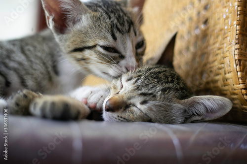 Mother cat feed her babies  © Padungsak