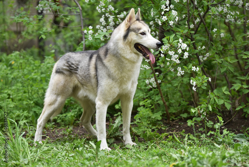 Siberian husky breed dog on a background of flowering spring trees © ortlemma