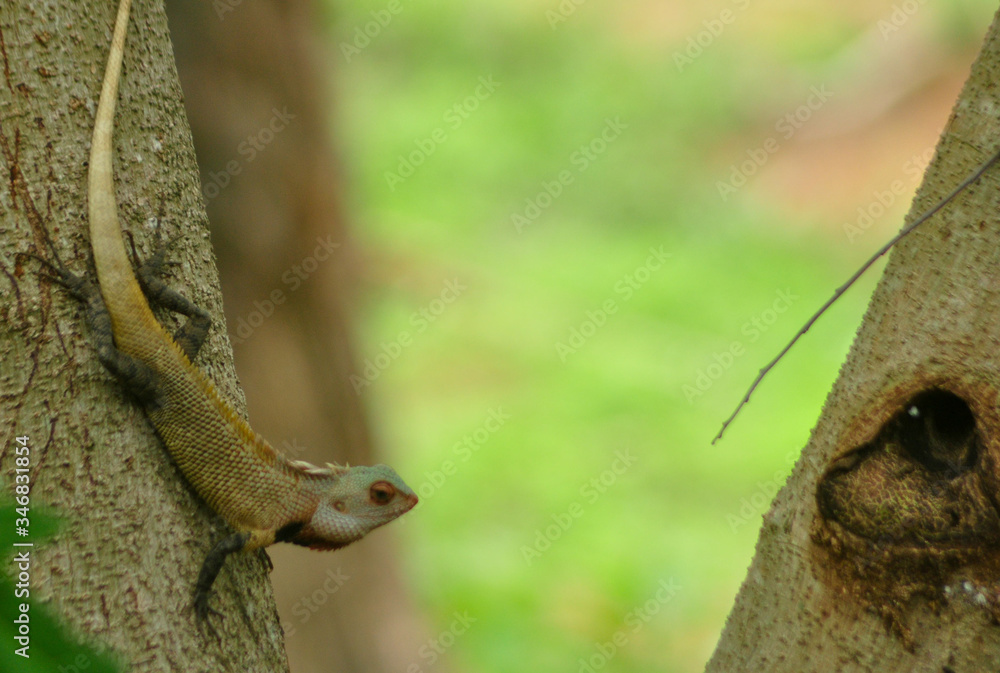 Naklejka premium Chameleon on a tree