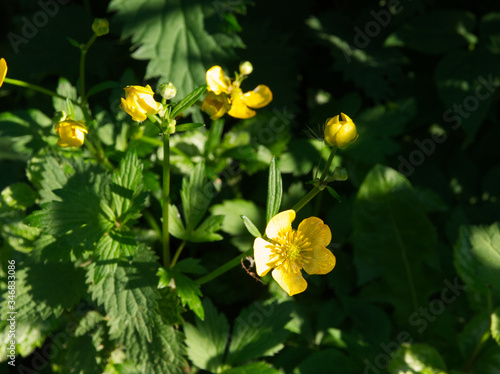 Yellow creeping buttercup with soft sun light in Metz