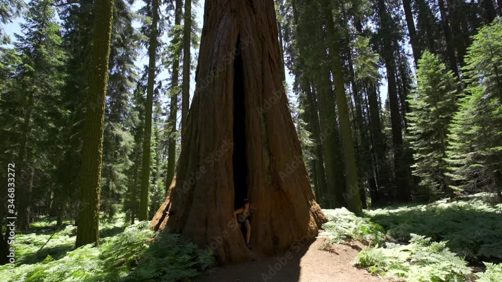 A young tourist climbing out of a giant tree in Sequoia National Park, California. United States A young tourist climbing out of a giant tree in Sequoia National Park, California. United States