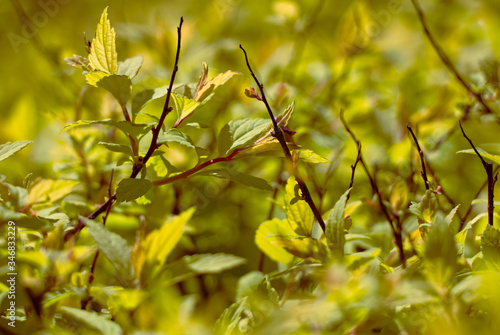 Fototapeta Naklejka Na Ścianę i Meble -  Żółte liście z pajęczyną po środku.
