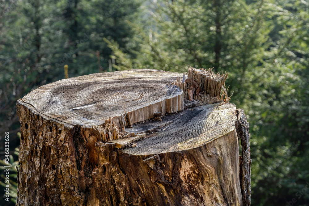 Cut tree stump in forest Cut tree stump in forest