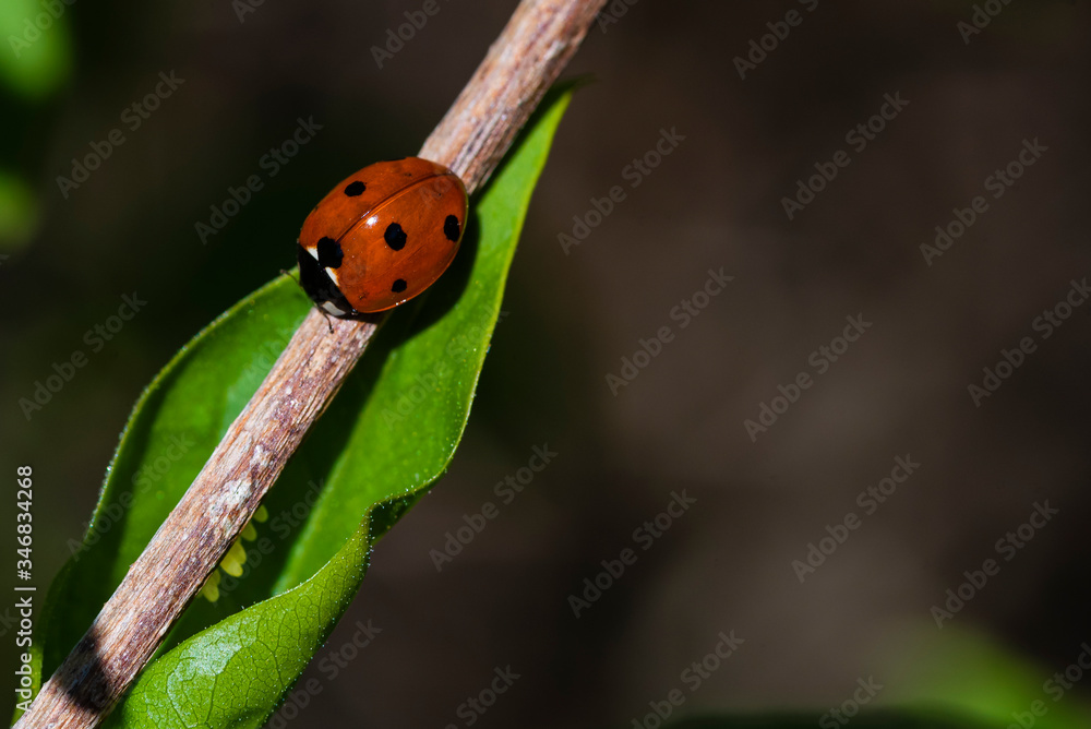 Macro photo of a lady bug, lady bug sitting on a plant, close up of a lady bug Macro photo of a lady bug, lady bug sitting on a plant, close up of a lady bug
