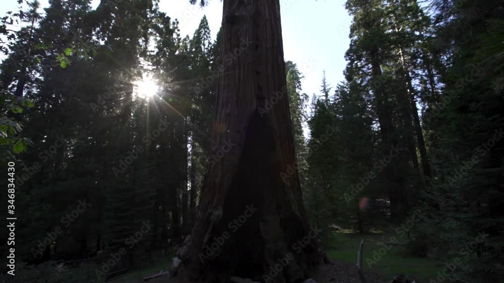 Sunset at General Sherman Tree in Sequoia National Park, California. United States Sunset at General Sherman Tree in Sequoia National Park, California. United States