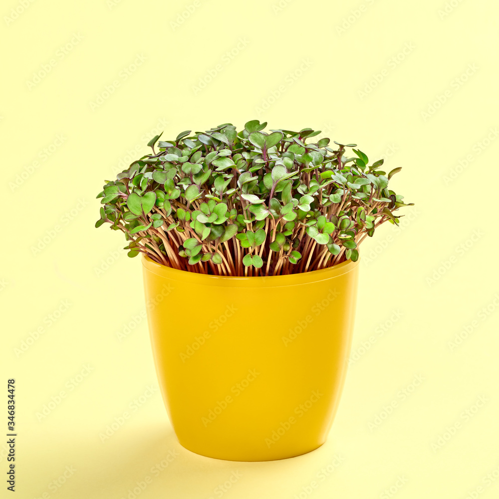 Microgreens cabbage sprouts in pot on yellow background. Minimal monochrome design. Vegan micro kohlrabi cabbage green shoots. Growing sprouted seeds, microgreens Microgreens cabbage sprouts in pot on yellow background. Minimal monochrome design. Vegan micro kohlrabi cabbage green shoots. Growing sprouted seeds, microgreens