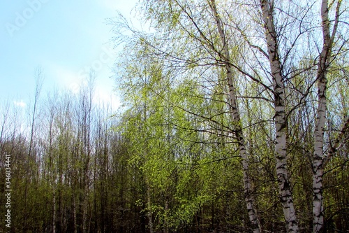 Beautiful forest view in spring with young birch trees.