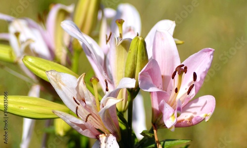 Fototapeta Naklejka Na Ścianę i Meble -  Blooming Lilies. Planting material. Perennial flowers. Blooming lilies in the flowerbed.