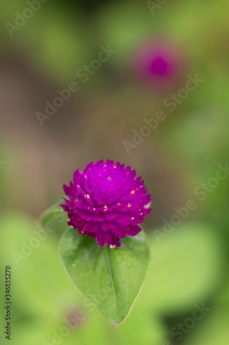 Tropical flowers blossom during summer time