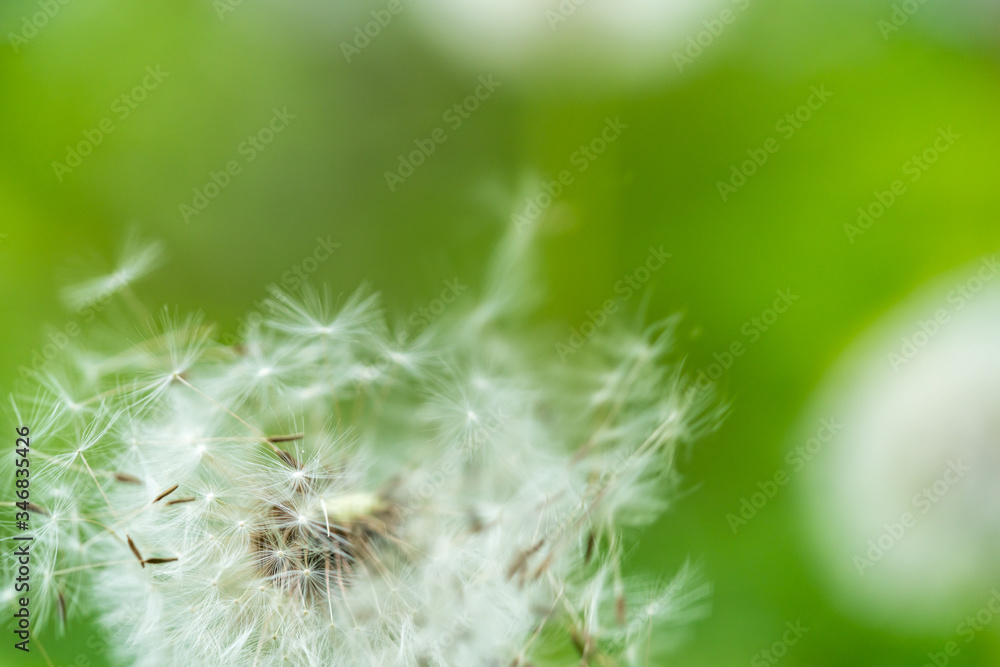 Fototapeta premium Dandelion flower seed close up