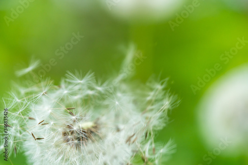 Dandelion flower seed close up