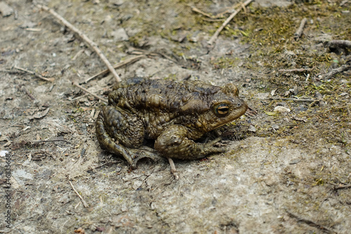 Big green toad in the forest. reptiles