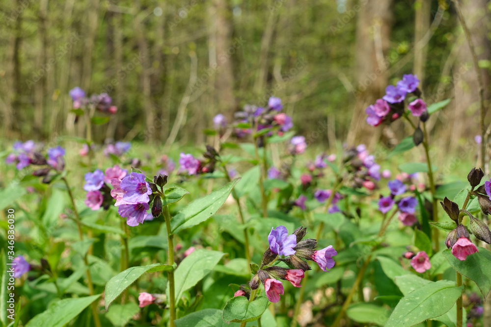 Violet flowers in the forest. Wild flowers in nature Violet flowers in the forest. Wild flowers in nature
