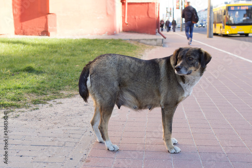 sad serious tired female dog bitch stands on the sidewalk road in the middle of a city street and waits for her master, she has nipples with milk