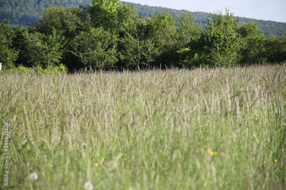 Fototapeta premium Forest grass meadow and shadow landscape