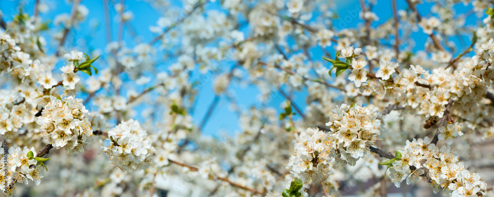Branches of cherry blossom flower full bloom in spring season against the background of blue sky on nature outdoors. Sakura flowers, landscape panorama. Branches of cherry blossom flower full bloom in spring season against the background of blue sky on nature outdoors. Sakura flowers, landscape panorama.