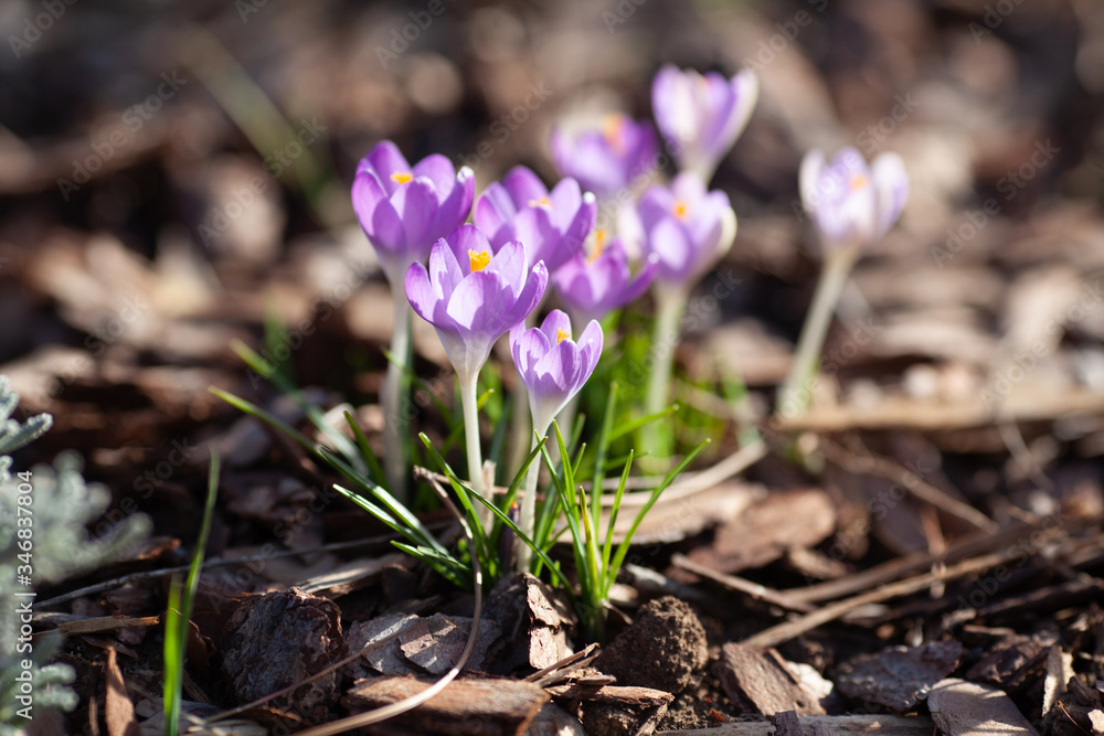 Purple Crocus Flower in a Natural Setting Purple Crocus Flower in a Natural Setting