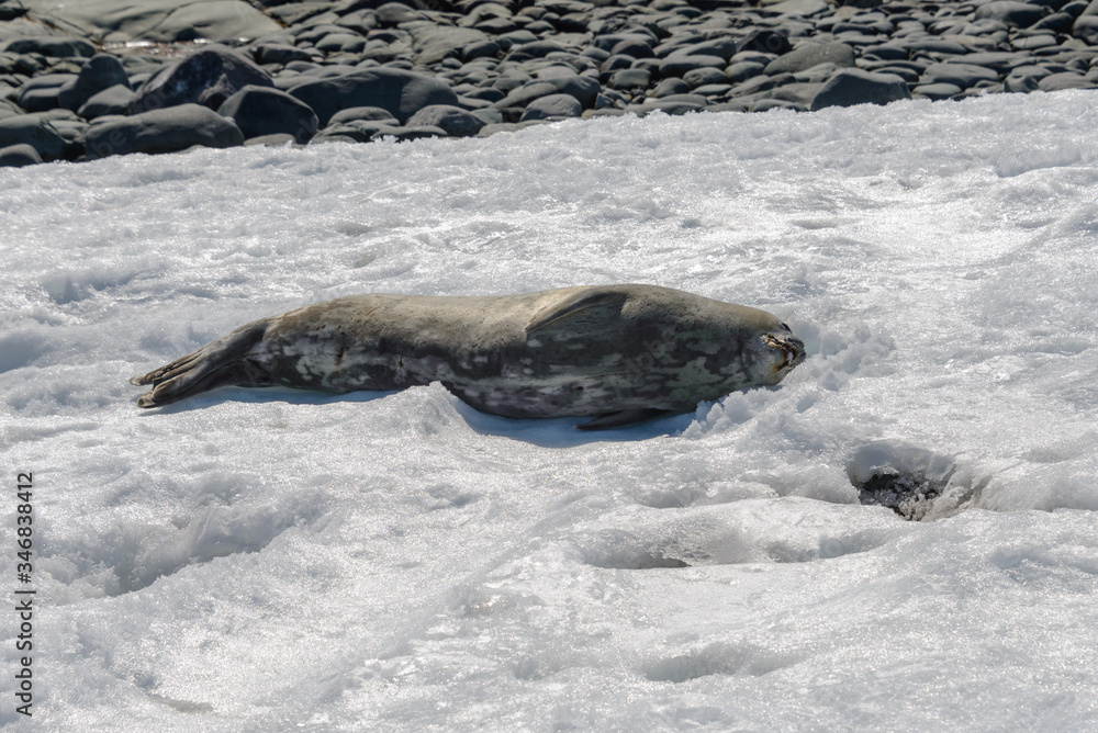 Obraz premium Leopard seal on beach with snow in Antarctica