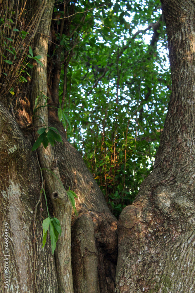 Fototapeta premium tree in the forest