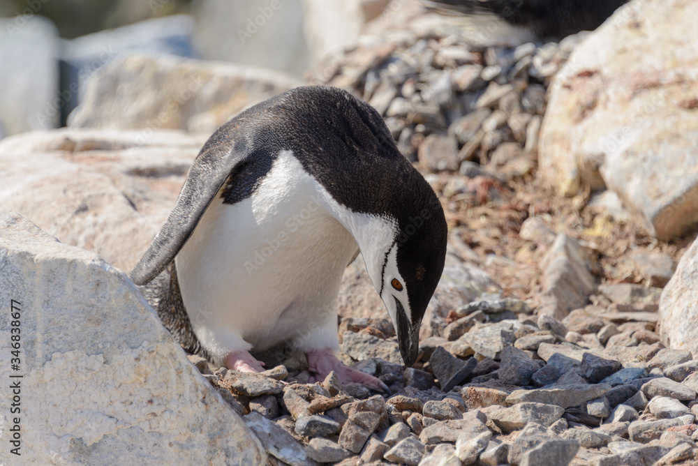 Obraz premium Chinstrap penguin on the beach in Antarctica