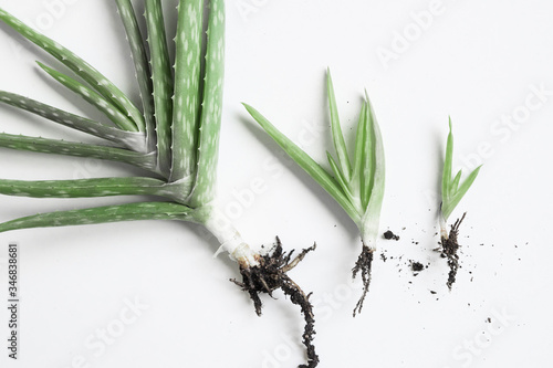 Aloe vera plant on white background | mother plant and baby plants for propagation | propagating houseplants hobby photo