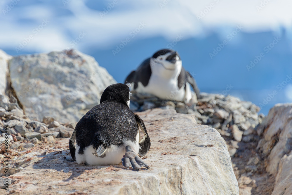Naklejka premium Chinstrap penguin on the beach in Antarctica
