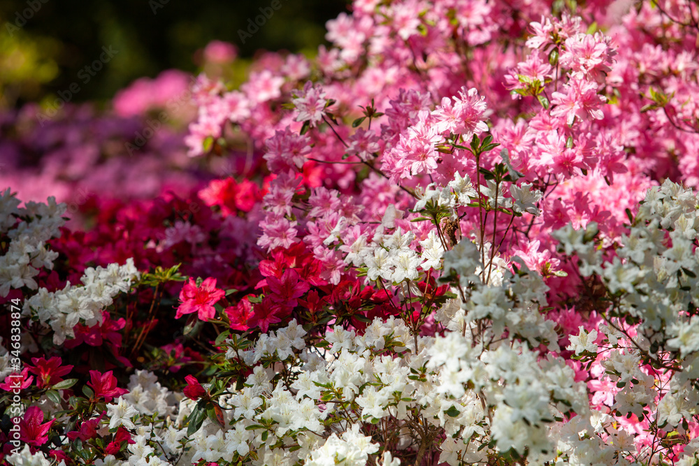 Rhododendron flowers close in the sunlight. Background of flowers. Rhododendron flowers close in the sunlight. Background of flowers.