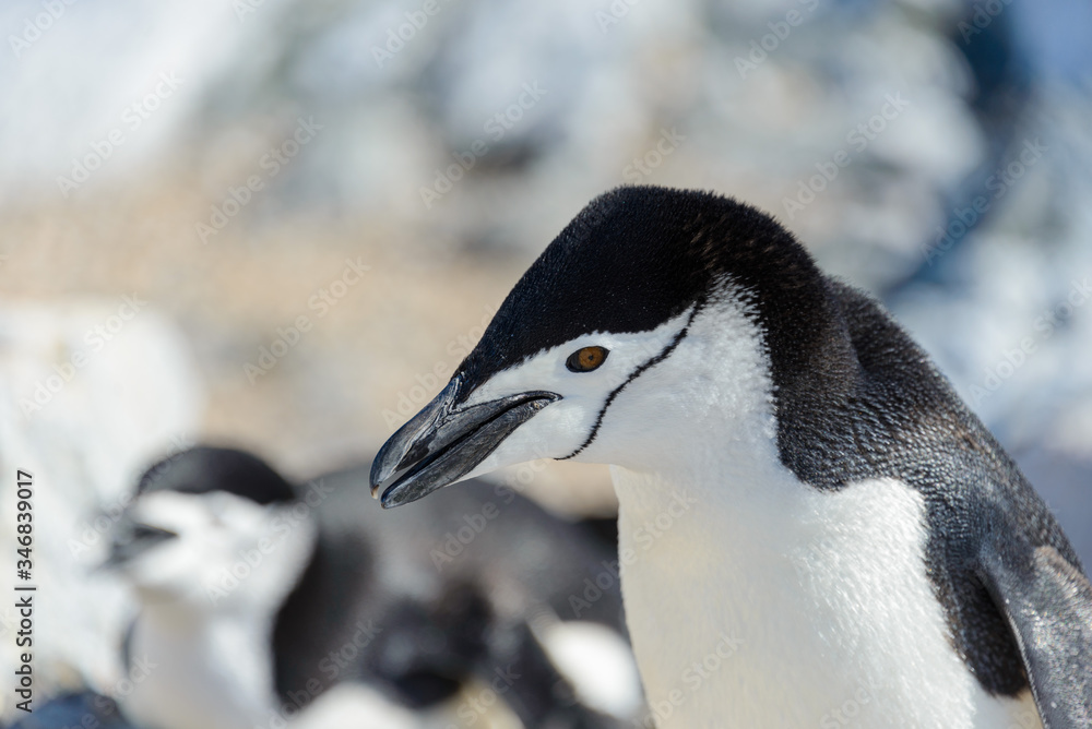 Naklejka premium Chinstrap penguin on the beach in Antarctica close up