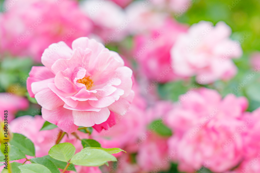 Fototapeta premium 新緑の野に咲くカラフルな花