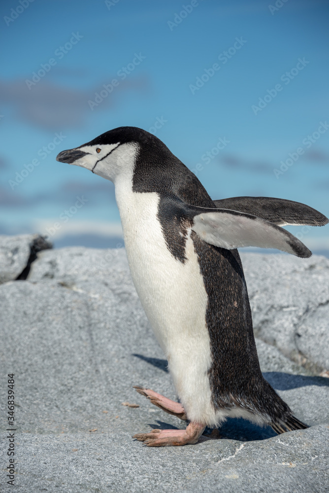 Naklejka premium Chinstrap penguin on the beach in Antarctica