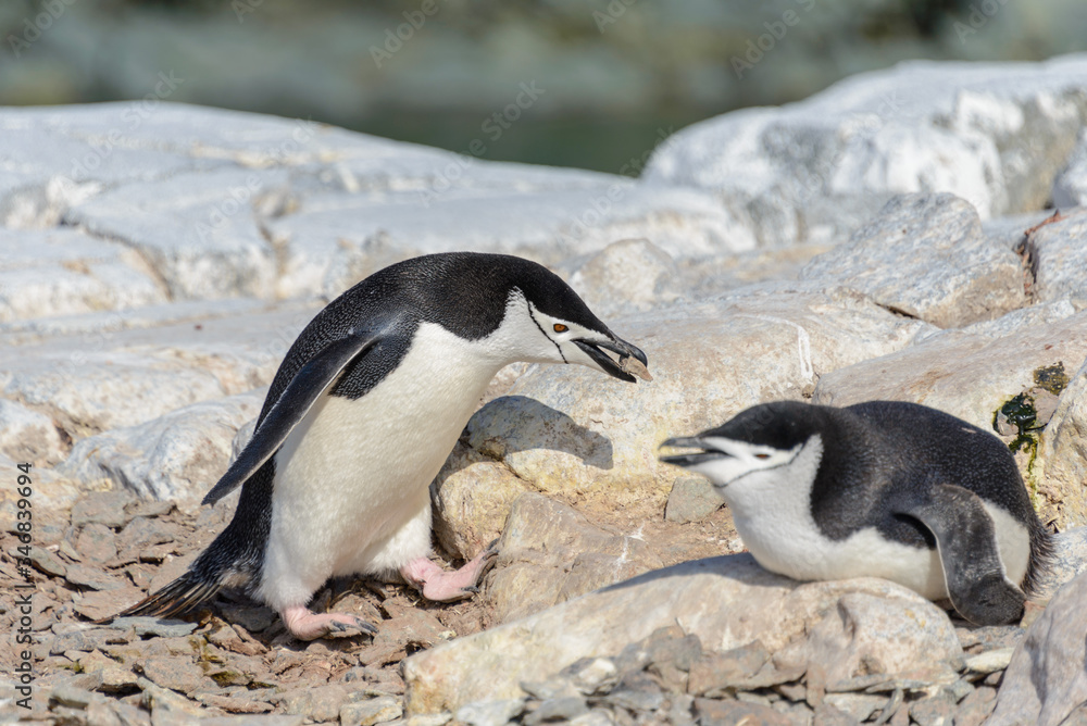 Fototapeta premium Chinstrap penguin on the beach in Antarctica