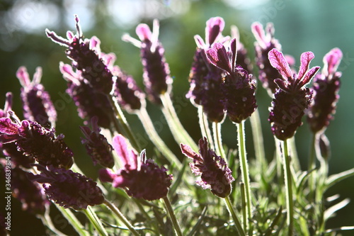 LAVENDER IN BACK LIHT. FLOWER MACRO PHOTO.