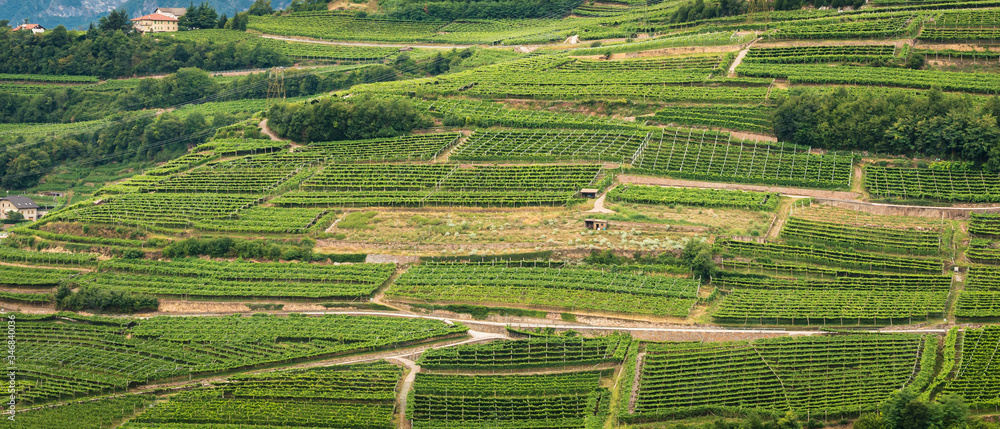 Terraced vineyards at  Val di Cembra (Cembra valley), Trentino Alto Adige, northrn Italy