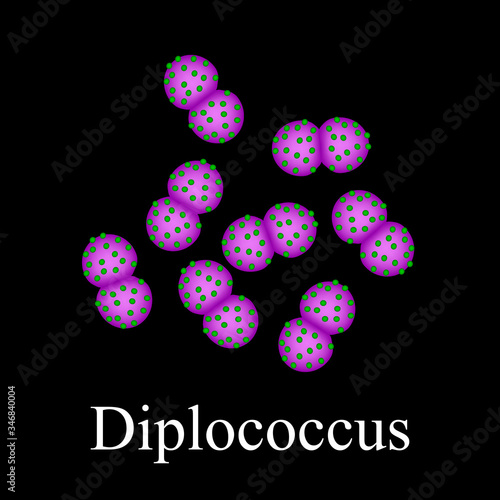Diplococci structure. Bacteria diplococcus. Infographics. Vector illustration on isolated background