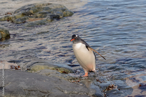 Gentoo penguin in water