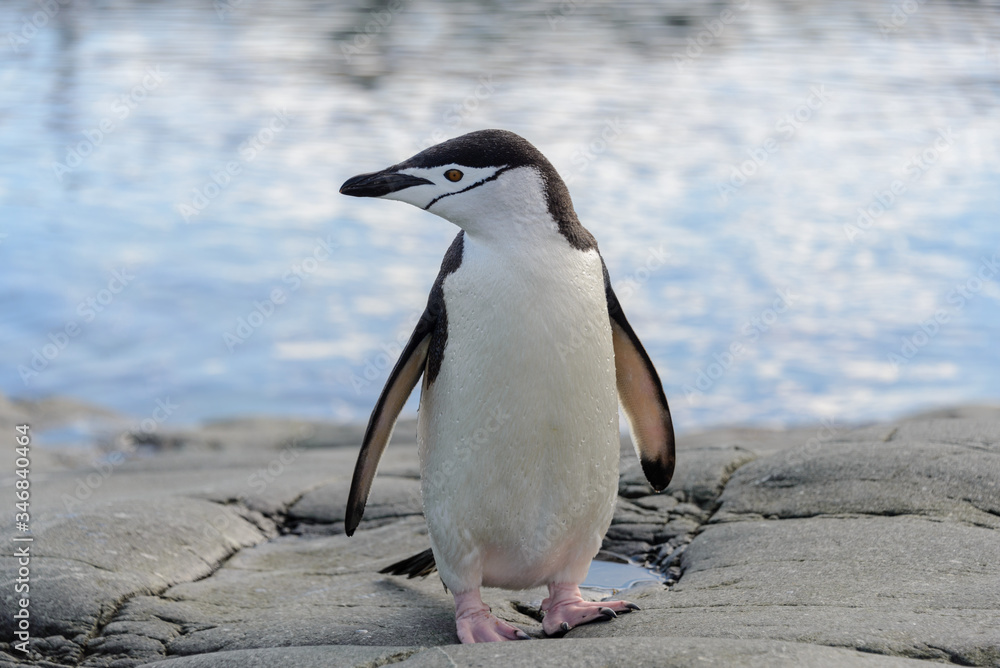 Naklejka premium Chinstrap penguin on the rock close up