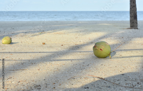 Fresh coconut falling from tree on beach isolate with nature background. Beautiful view of sea beach with coconut on sand. © Taweesak