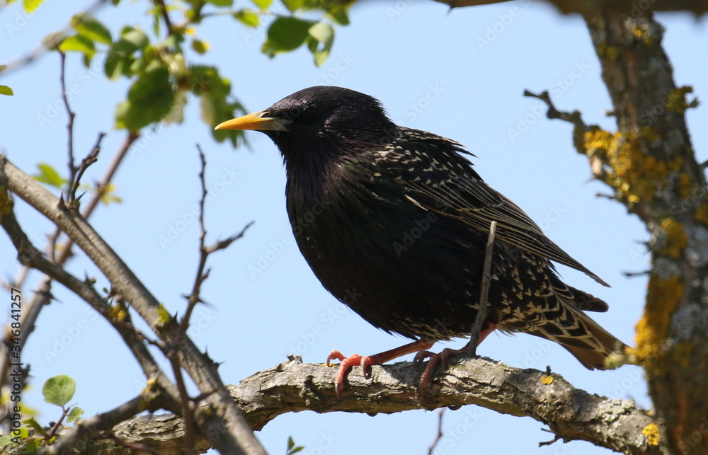 Common Starling in spring, Sturnus vulgaris Common Starling in spring, Sturnus vulgaris
