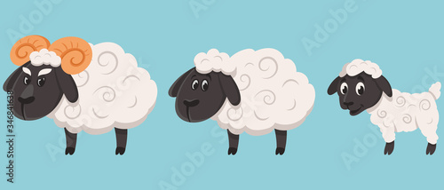 Sheep family in cartoon style. Farm animals of different sex and age.