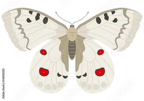 Quadro em tela Parnassius apollo butterfly. Beautiful insect in cartoon style.