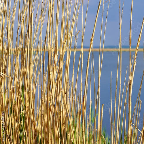 Countryside landscape on the lake. dry reeds on a background of blue clear water on a sunny day. fishing and camping. texture